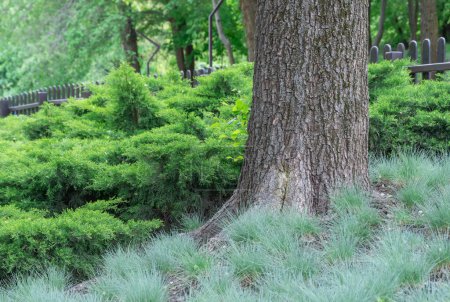 Green seedlings of juniper horizontal and fescue meadow grow in park. Herbaceous plant festuca pratensis and juniperus horizontalis for gardening and planting. Decorative natural hedge in green color.