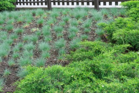 Green seedlings of juniper horizontal and fescue meadow grow in park. Herbaceous plant festuca pratensis and juniperus horizontalis for gardening and planting. Decorative natural hedge in green color.