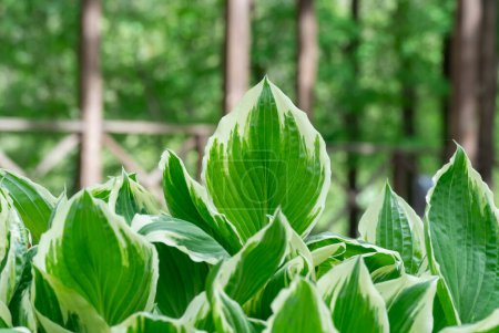 Green white leaves of hosta in garden close-up. Genus of perennial herbaceous plants of asparagus family. Shade-tolerant foliage in gardening and landscape design. Natural floral ornament.
