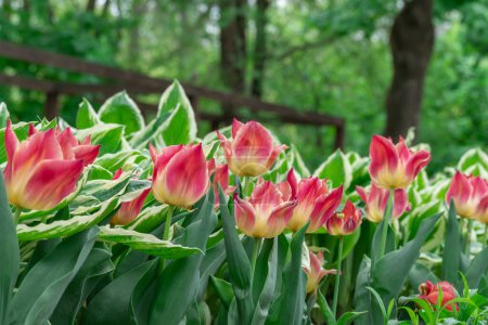Mezcla de hostas y tulipanes de flores en jardinería. Macizo de flores de hojas verdes blancas en composición con brotes rojos. Follaje tolerante a la sombra y tulipas florecientes en el parque de la ciudad. Adorno floral natural.