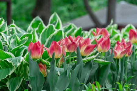 Mezcla de hostas y tulipanes de flores en jardinería. Macizo de flores de hojas verdes blancas en composición con brotes rojos. Follaje tolerante a la sombra y tulipas florecientes en el parque de la ciudad. Adorno floral natural.