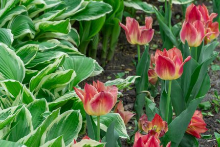 Mix of hostas and flowers tulips in gardening. Flowerbed from green white leaves in composition with red buds. Shade tolerant foliage and blooming tulipas in city park. Natural floral ornament.