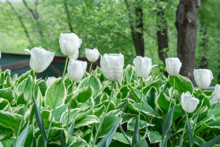Mezcla de hostas y tulipanes de flores en jardinería. Macizo de flores de hojas verdes en composición con brotes blancos. Follaje tolerante a la sombra y tulipas florecientes en el parque de la ciudad. Adorno floral natural.