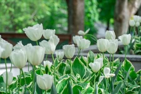 Mix of hostas and flowers tulips in gardening. Flowerbed from green leaves in composition with white buds. Shade tolerant foliage and blooming tulipas in city park. Natural floral ornament.
