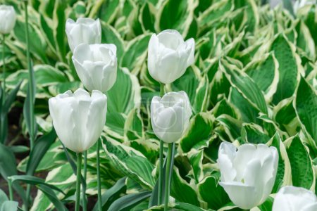 Mix of hostas and flowers tulips in gardening. Flowerbed from green leaves in composition with white buds. Shade tolerant foliage and blooming tulipas in city park. Natural floral ornament.