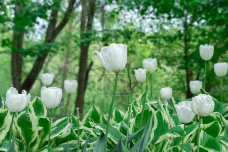 Mezcla de hostas y tulipanes de flores en jardinería. Macizo de flores de hojas verdes en composición con brotes blancos. Follaje tolerante a la sombra y tulipas florecientes en el parque de la ciudad. Adorno floral natural.