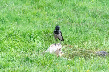Hooded gray crow sits on stump near the water. Corvus cornix is eurasian bird species from the genus raven on lawn. Corvus corone cornix in wild. Also called the scald crow or hoodie. Passerine bird.