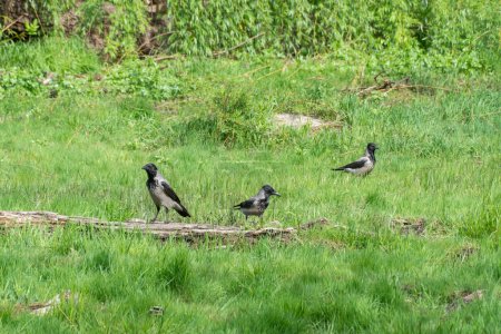 Three hooded gray crow sits on stump rotten tree. Corvus cornix is eurasian bird species from the genus raven on lawn. Corvus corone cornix in wild. Also called the scald crow or hoodie. Passerine.