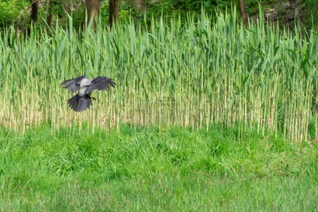 Hooded gray crow flies in reeds on background. Corvus cornix is eurasian bird species from the genus raven on lawn. Corvus corone cornix in wild. Also called the scald crow or hoodie. Passerine bird.