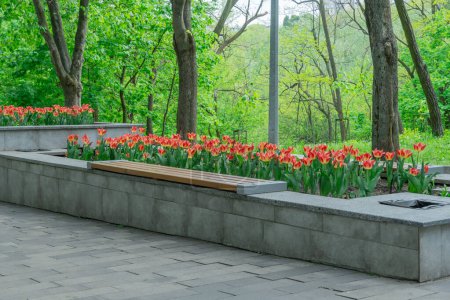 Threetier piedra flores tulipanes en el parque de la ciudad. Hojas verdes en composición con brotes rojos. Pared de piedra con tulipas florecientes en jardinería. Adorno de diseño floral natural y arquitectura en la ciudad