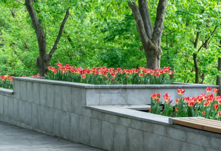 Threetier stone flowerbed flowers tulips in city park. Green leaves in composition with red buds. Stone wall with blooming tulipas in gardening. Natural floral design ornament and architecture in town