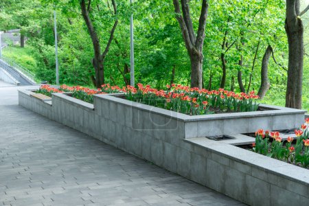 Threetier stone flowerbed flowers tulips in city park. Green leaves in composition with red buds. Stone wall with blooming tulipas in gardening. Natural floral design ornament and architecture in town