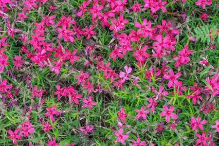 Le phlox rouge subule les fleurs de la famille des polémonacées dans le jardin. Mousse rampante en fleurs pour l'aménagement paysager. Plante herbacée vivace brillante couvrant le sol. Cultiver les couleurs rouges de tapis nature.