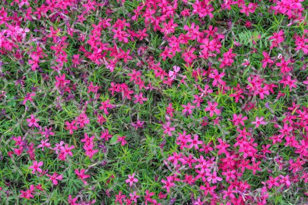 Roter Phlox subsumiert Blüten der Familie der Polemoniengewächse im Garten. Blühendes Kriechmoos für die Landschaftsplanung. Helle mehrjährige krautige Pflanze, die den Boden bedeckt. Wachsende rote Farben des Naturteppichs.