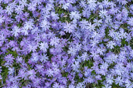 Purple phlox subulate flowers of family polemoniaceae in garden. Blooming creeping moss for landscape design. Bright perennial herbaceous plant covering ground. Growing violet colors of nature carpet.