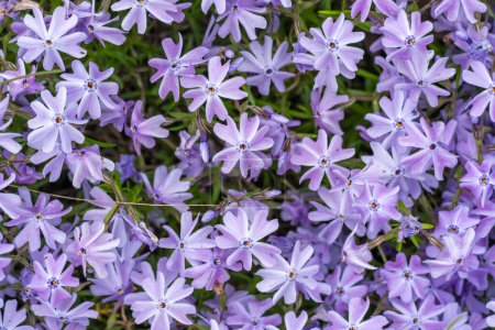Purpurfarbener Phlox subsumiert Blüten der Familie der Polemoniaceae im Garten. Blühendes Kriechmoos für die Landschaftsplanung. Helle mehrjährige krautige Pflanze, die den Boden bedeckt. Wachsende violette Farben des Naturteppichs.