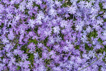 Purpurfarbener Phlox subsumiert Blüten der Familie der Polemoniaceae im Garten. Blühendes Kriechmoos für die Landschaftsplanung. Helle mehrjährige krautige Pflanze, die den Boden bedeckt. Wachsende violette Farben des Naturteppichs.