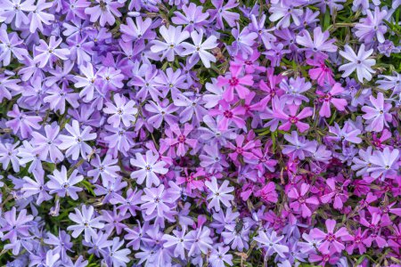 Purple and red phlox subulate flowers of family polemoniaceae in garden. Blooming creeping moss for landscape design. Bright perennial herbaceous plant covering ground. Growing mix colors carpet.