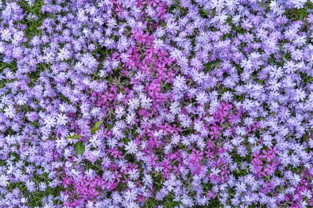 Purple and red phlox subulate flowers of family polemoniaceae in garden. Blooming creeping moss for landscape design. Bright perennial herbaceous plant covering ground. Growing mix colors carpet.