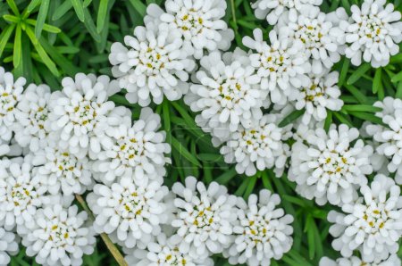 Grupo de pequeñas flores blancas iberis sempervirens en lecho de flores. Florecimiento de planta candytuft perenne en el jardín. Hermosas flores pequeñas se abre la primavera. Fondos de pantalla de fondo floral en color blanco.