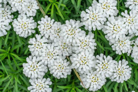 Group of little white flowers iberis sempervirens on flower bed. Blooming of candytuft plant perennial in garden. Beautiful small flowers opens springtime. Floral background wallpapers in white color.