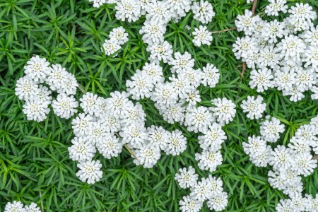Group of little white flowers iberis sempervirens on flower bed. Blooming of candytuft plant perennial in garden. Beautiful small flowers opens springtime. Floral background wallpapers in white color.