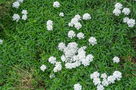 Gruppe kleiner weißer Blüten iberis sempervirens auf dem Beet. Blütezeit der Süßigkeitenpflanze im Garten. Schöne kleine Blumen eröffnen den Frühling. Floraler Hintergrund Tapeten in weißer Farbe.