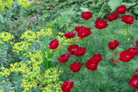 Blossom bush red peony narrow leaved in garden. Herbaceous species paeonia tenuifolia close-up. Beautiful flowers voronets opens on background green thin leaves. Springtime nature in bloom.