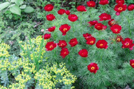 Blossom bush red peony narrow leaved in garden. Herbaceous species paeonia tenuifolia close-up. Beautiful flowers voronets opens on background green thin leaves. Springtime nature in bloom.