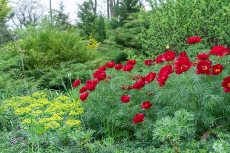 Flor arbusto peonía roja estrecha hojas en el jardín. Especie herbácea paeonia tenuifolia primer plano. Hermosas flores voronets se abre sobre el fondo verde hojas delgadas. La naturaleza primaveral en flor.