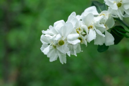 Blühender Perlenstrauch von Exochorda im Frühling im Park. Schöne weiße Blüten exochorda alberta auf Zierstrauch. Grüne Blätter Pflanzen aus der Familie der Rosengewächse auf Zweigen. Frühlingsblüte an sonnigem Tag.