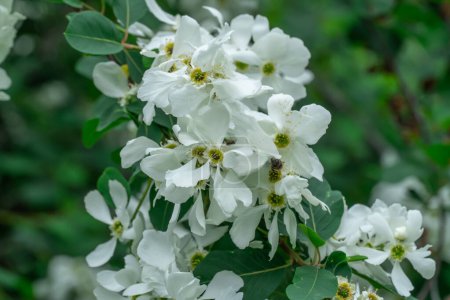 Blühender Perlenstrauch von Exochorda im Frühling im Park. Schöne weiße Blüten exochorda alberta auf Zierstrauch. Grüne Blätter Pflanzen aus der Familie der Rosengewächse auf Zweigen. Frühlingsblüte an sonnigem Tag.