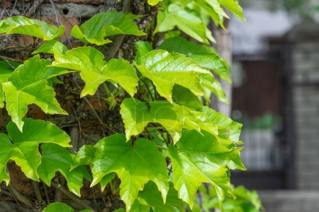 Hojas verdes tripuntiagudas de uvas solteras silvestres sobre piedra vieja. La pared está cubierta con una cerca verde de hojas de hiedra. Plantas parthenocissus tricuspidata en setos de estilo ecológico. En forma de hiedra es especie de árbol como.