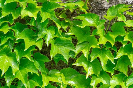 Hojas verdes tripuntiagudas de uvas solteras silvestres sobre piedra vieja. La pared está cubierta con una cerca verde de hojas de hiedra. Plantas parthenocissus tricuspidata en setos de estilo ecológico. En forma de hiedra es especie de árbol como.