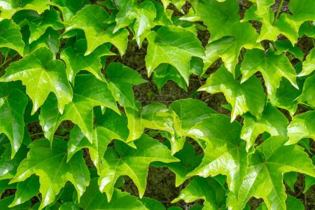 Feuilles vertes tripointues de raisins sauvages de jeune fille sur vieille pierre. Le mur est recouvert d'une clôture verte de feuilles de lierre. Plantes parthenocissus tricuspidata en haie de style éco. Ivy en forme est une espèce d'arbre comme.