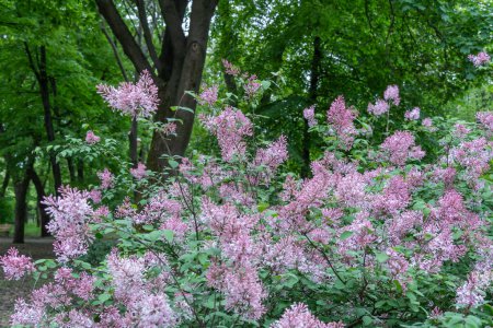 Floreciente rama fragante de flor lila en el jardín. Bush syringa pubescens of shrubs family oleaceae. Florescencia de color lila esponjoso en primavera. Inflorescencia de flores púrpuras sobre hojas verdes de fondo.