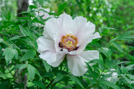 White tree peony blossoms in spring botanical garden. Floral background of delicate flower paeonia suffruticosa. Feng dan bai against of green leaves. Blooming shrub large buds in family paeoniaceae.