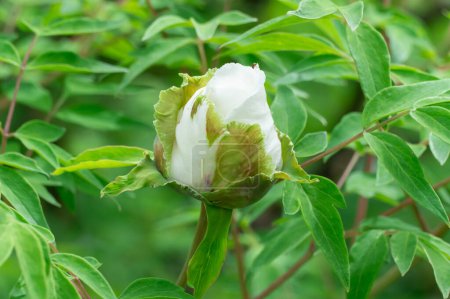 White tree peony blossoms in spring botanical garden. Floral background of delicate flower paeonia suffruticosa. Feng dan bai against of green leaves. Blooming shrub large buds in family paeoniaceae.