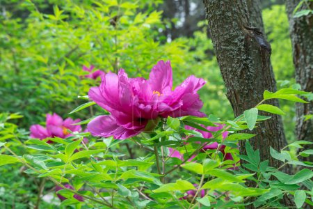 Purple tree peony blossoms in spring botanical garden. Floral background of delicate flower paeonia suffruticosa. Magenta against of green leaves. Blooming shrub large buds in family paeoniaceae.