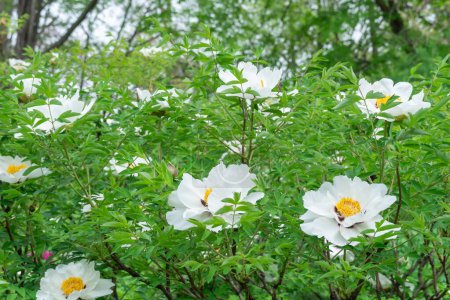 Blooming shrub white peony in spring botanical garden. Blossom tree peony with large buds in family paeoniaceae. Floral of delicate flower paeonia suffruticosa. Feng dan bai against of green leaves.