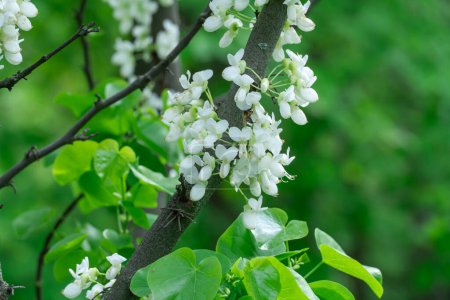 Fleurs blanches cercis chinensis shirobana fleurissent dans le jardin. Arbre à feuilles caduques ou bourgeon chinois arbustif dans le parc naturel. Des grappes de bourgeons tendres fleurissent sur des tiges nues au printemps. Judas famille des fabaceae.