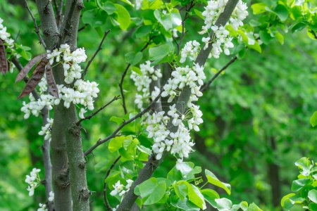 Fleurs blanches cercis chinensis shirobana fleurissent dans le jardin. Arbre à feuilles caduques ou bourgeon chinois arbustif dans le parc naturel. Des grappes de bourgeons tendres fleurissent sur des tiges nues au printemps. Judas famille des fabaceae.