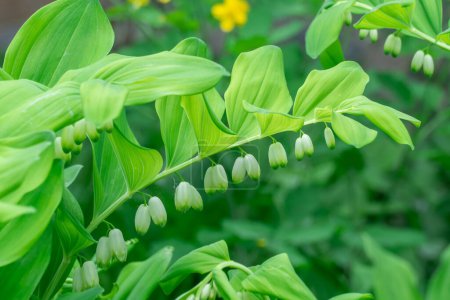 Row of small white flowers solomons seal bloom in botanical garden. Perennial herbaceous polygonatum multiflorum in springtime. Davids harp in family asparagaceae in natural park. Foliage green plant.
