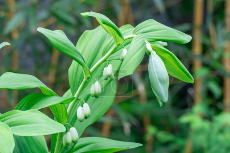 Row of small white flowers solomons seal bloom in botanical garden. Perennial herbaceous polygonatum multiflorum in springtime. Davids harp in family asparagaceae in natural park. Foliage green plant.