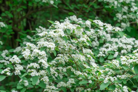 Blooming branch white flowers spirea in garden. Plants spiraea or meadowsweet of deciduous ornamental shrub of family rosaceae. Used in landscaping and organizing hedges in gardening. Park decoration.