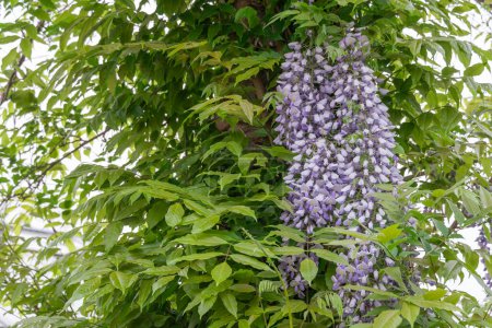 Frühling violette Blumen Glyzinien blühen im Garten. Die Blüte der Wisteria sinensis ist eine senkrecht hängende Traube. Blaue Pflanzen aus der Familie der Hülsenfrüchte. Reihe von großen holzigen Laub-Reben Schlingpflanzen.