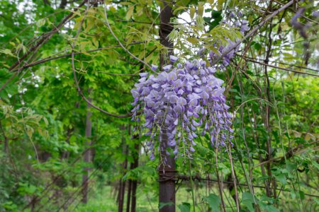 Spring violet flowers wisteria blooming in garden. Wisteria sinensis blossom is vertical hanging racemes. Blue plants chinese wisteria of legume family. Row of large woody deciduous vines creeper.