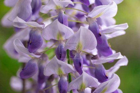 Flores violetas primaverales glicinas floreciendo en el jardín. Wisteria sinensis blossom es racimos verticales colgantes. Plantas azules glicinas chinas de la familia de las leguminosas. Fila de grandes viñas leñosas caducifolias enredadera.
