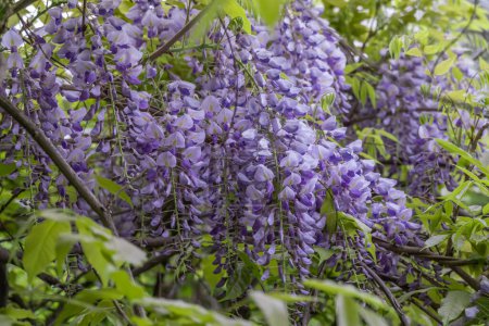 Spring violet flowers wisteria blooming in garden. Wisteria sinensis blossom is vertical hanging racemes. Blue plants chinese wisteria of legume family. Row of large woody deciduous vines creeper.