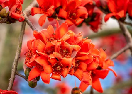 Téléchargez les photos : Gros plan sur les fleurs de Bomax ceiba dans la nature - en image libre de droit